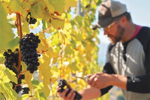 Dave Mutch harvesting grapes