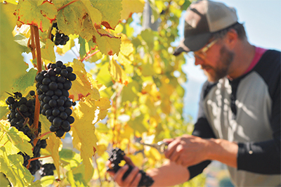 William Tell Family Estates take Creston Valley fruit from branch to bottle
